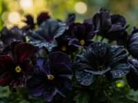 types of black flowers