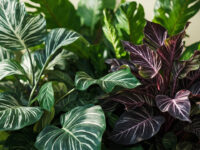 types of calathea