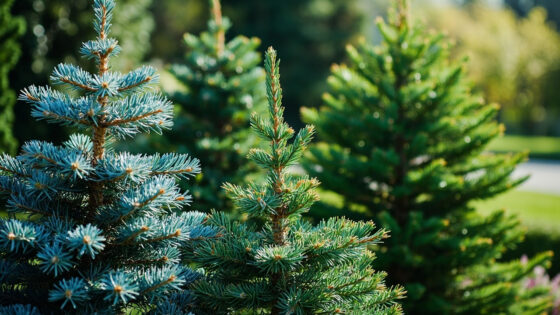 types of christmas trees