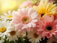 types of daisies