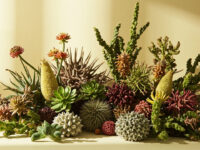 types of euphorbia