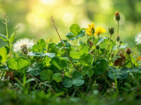 types of lawn weeds