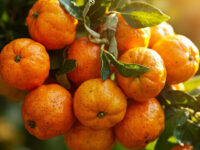 types of mandarins