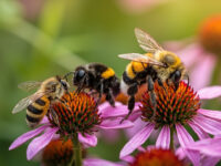 types of pollinators