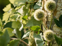 types of sycamore trees
