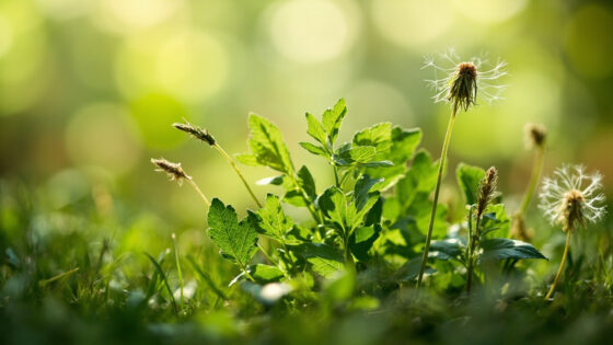 types of weeds