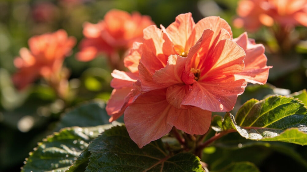 when do begonias bloom