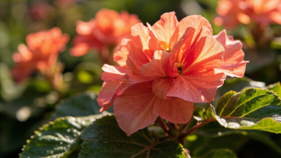 when do begonias bloom
