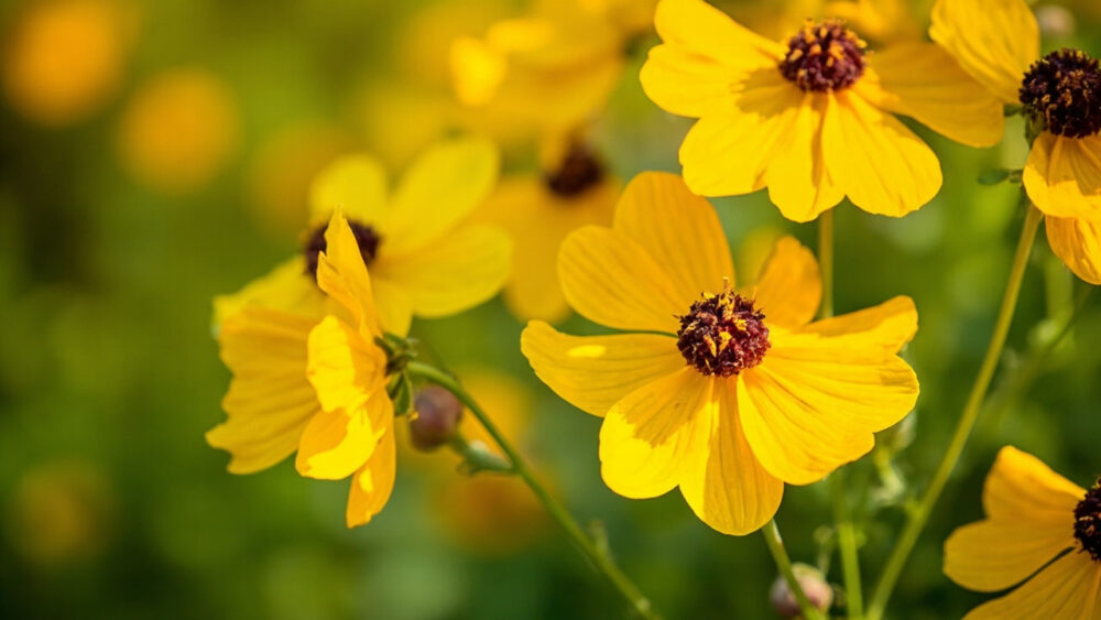 when do coreopsis bloom