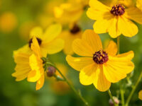 when do coreopsis bloom