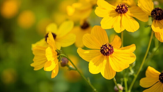 when do coreopsis bloom
