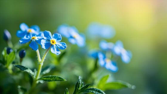 when do forget me nots bloom