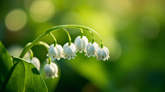 when do lily of the valley bloom