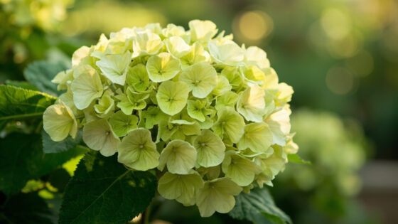 when do limelight hydrangeas bloom
