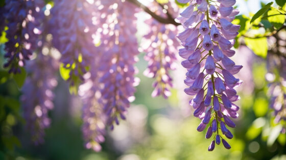 when do wisteria bloom
