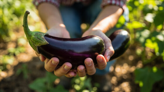 when to harvest japanese eggplant