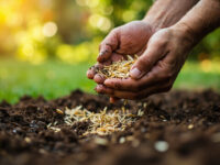 when to plant ryegrass