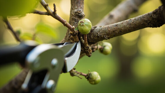 when to prune dogwood trees