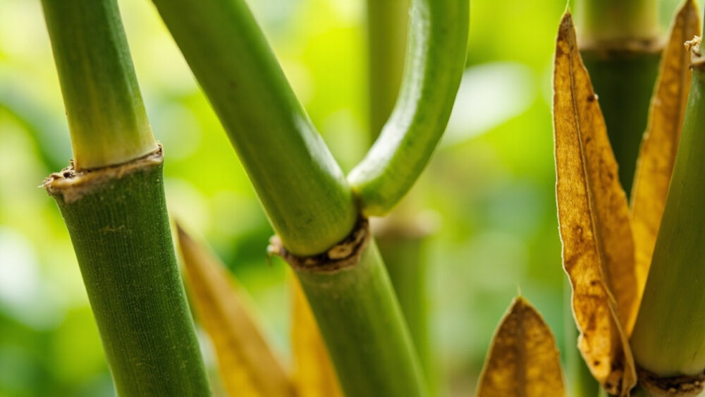 why is my lucky bamboo turning yellow