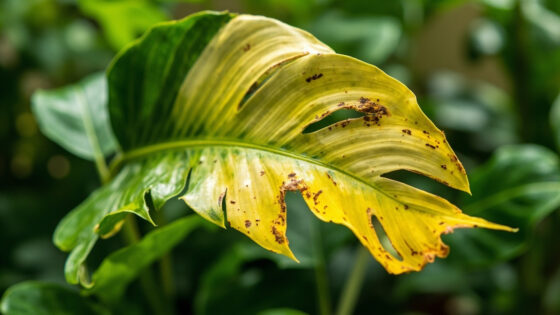 why is my monstera turning yellow