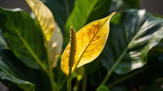 why is my peace lily turning yellow