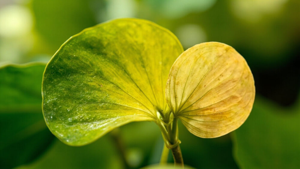 why is my pothos turning yellow