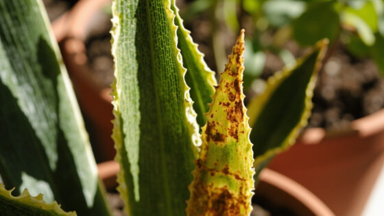 why is my snake plant turning yellow