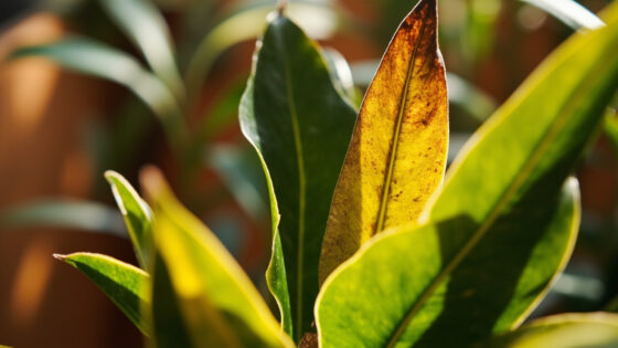 why is my zz plant turning yellow