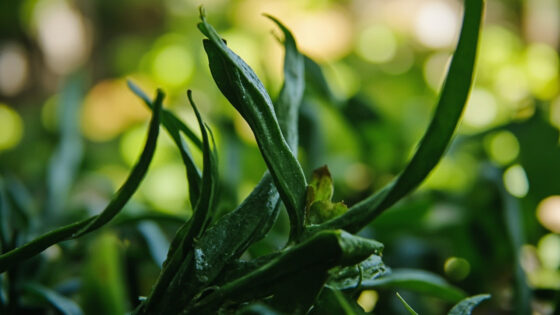 zz plant drooping